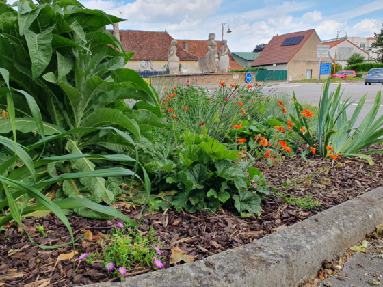 2 fleurs en 2 années pour Genlis